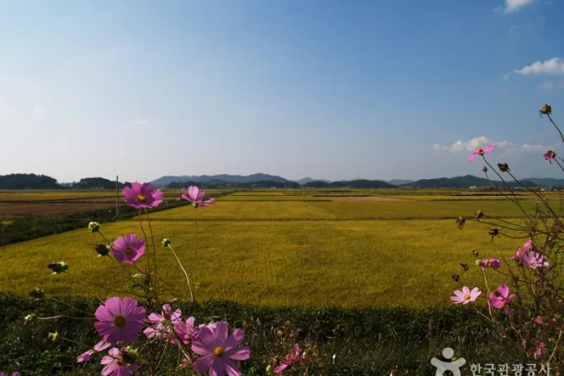 Sinseong-ri Reed Field  (17/19)