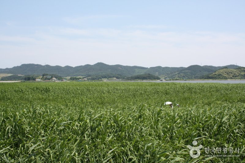 Sinseong-ri Reed Field  (18/19)