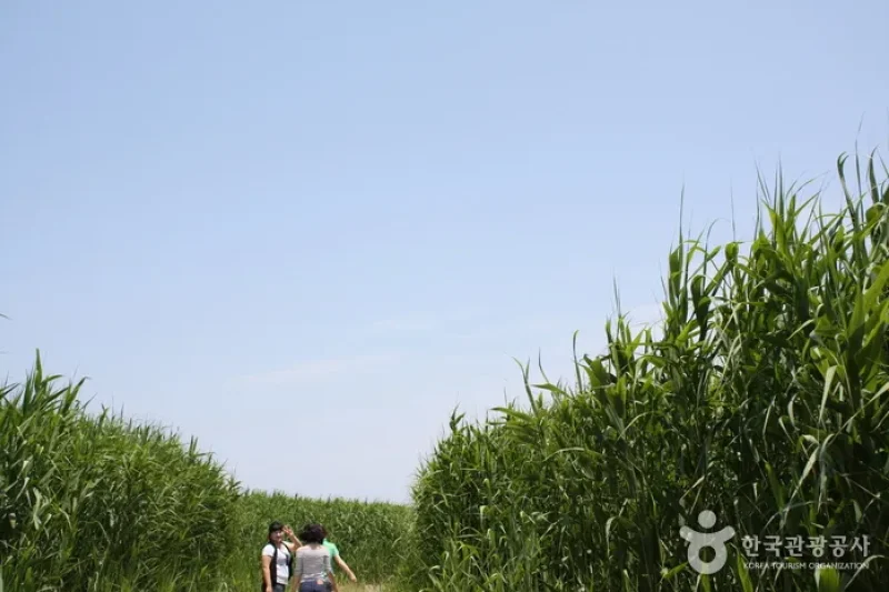 Sinseong-ri Reed Field  (19/19)