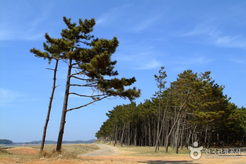 Baeksajang Beach  (11/11)