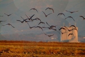 Cheonsuman Bay - Bird Sanctuary 