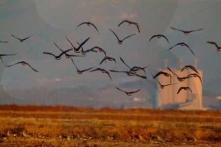 Cheonsuman Bay - Bird Sanctuary 