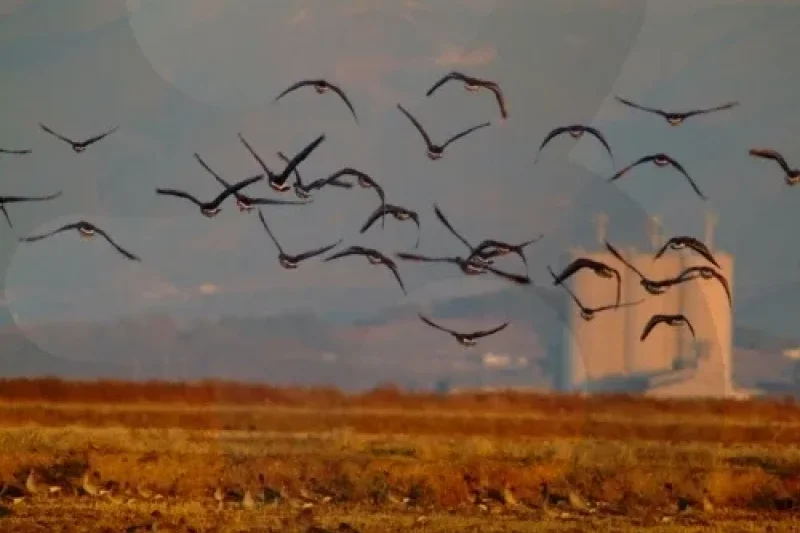 Cheonsuman Bay - Bird Sanctuary  (1/5)