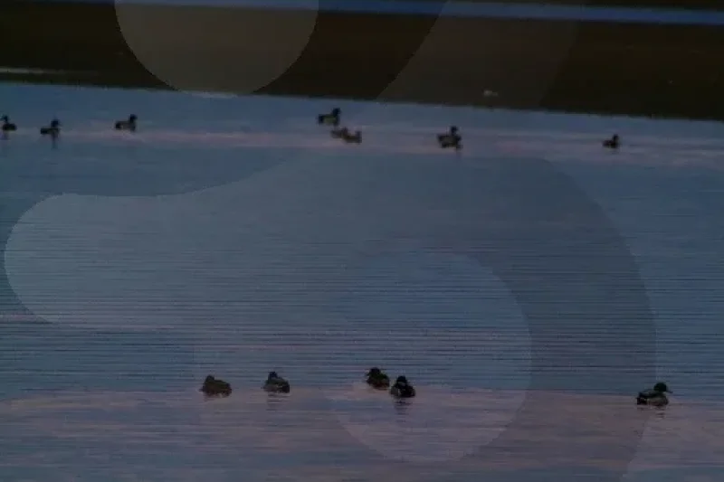Cheonsuman Bay - Bird Sanctuary  (3/5)