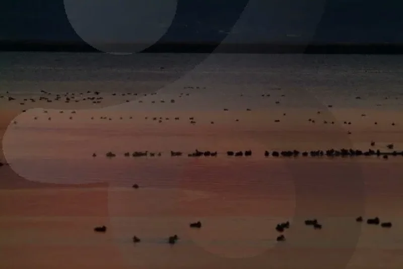 Cheonsuman Bay - Bird Sanctuary  (4/5)