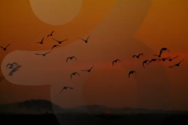 Cheonsuman Bay - Bird Sanctuary  (5/5)