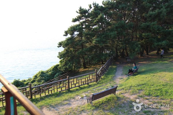 Seocheon Maryang-ri Camellia Forest