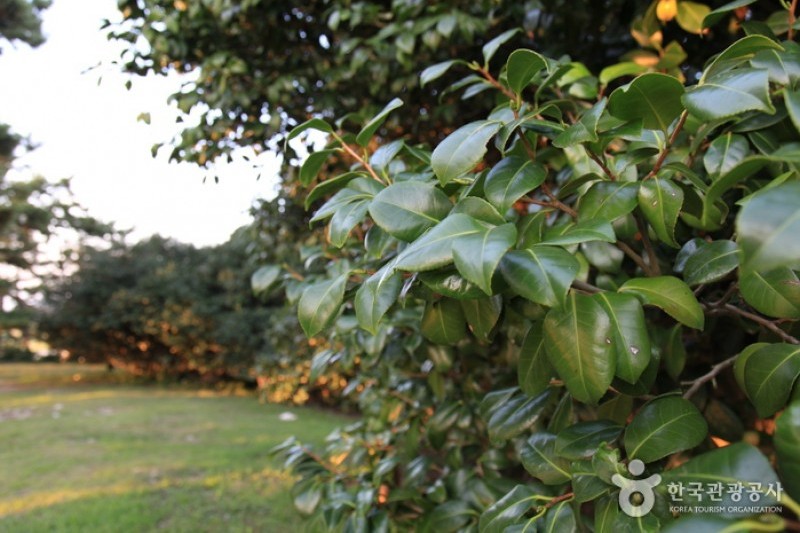 Seocheon Maryang-ri Camellia Forest  (2/17)