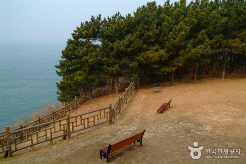 Seocheon Maryang-ri Camellia Forest  (5/17)