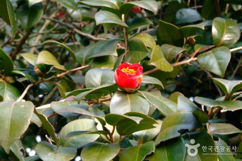 Seocheon Maryang-ri Camellia Forest  (6/17)