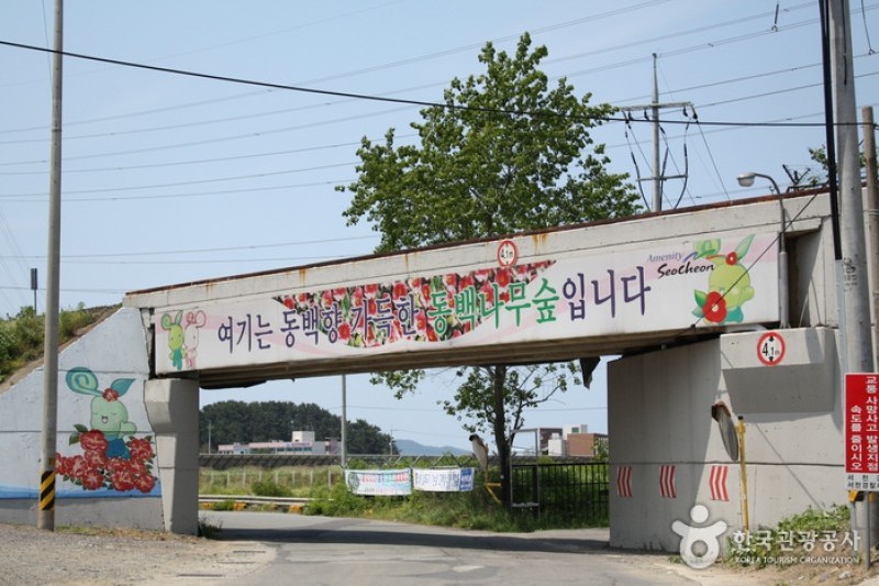 Seocheon Maryang-ri Camellia Forest  (8/17)
