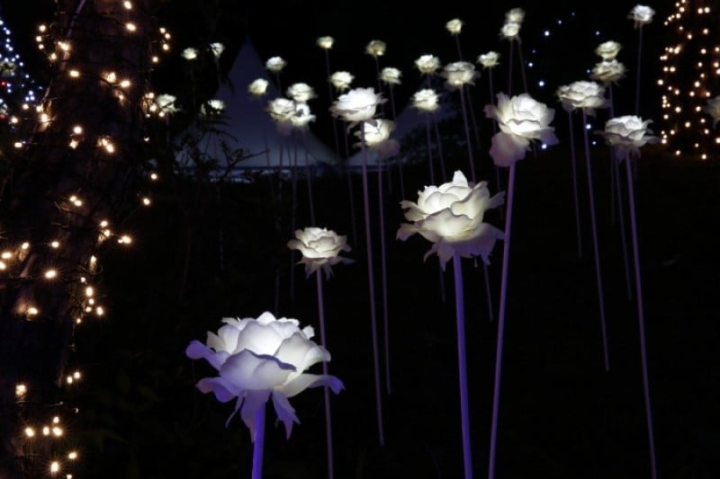 Buyeo Seodong Lotus Festival  (9/12)