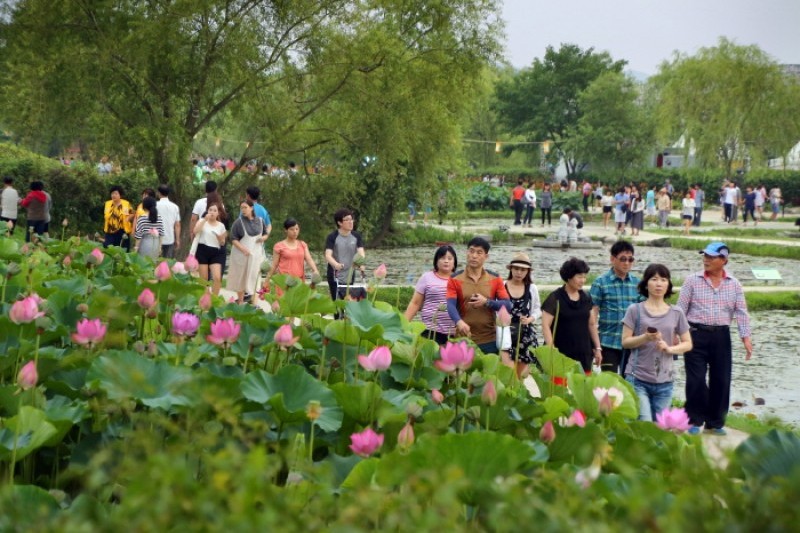 Buyeo Seodong Lotus Festival  (11/12)