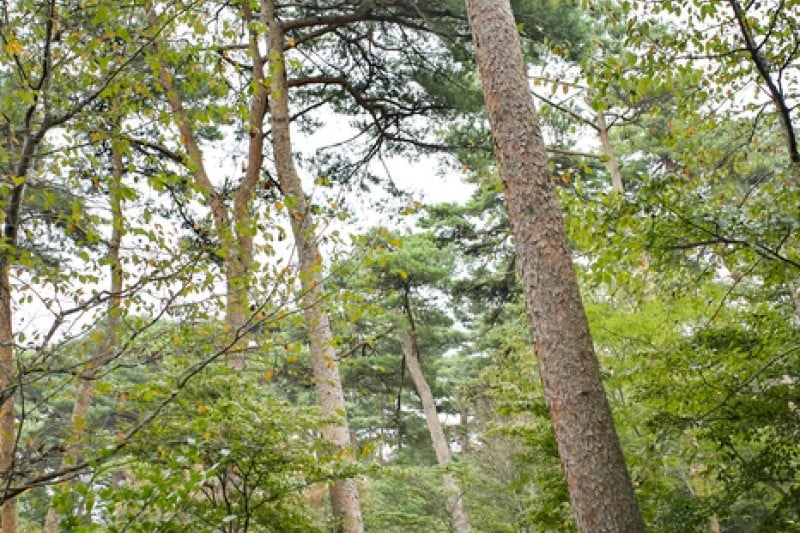 Anmyeondo Island Recreational Forest  (12/24)