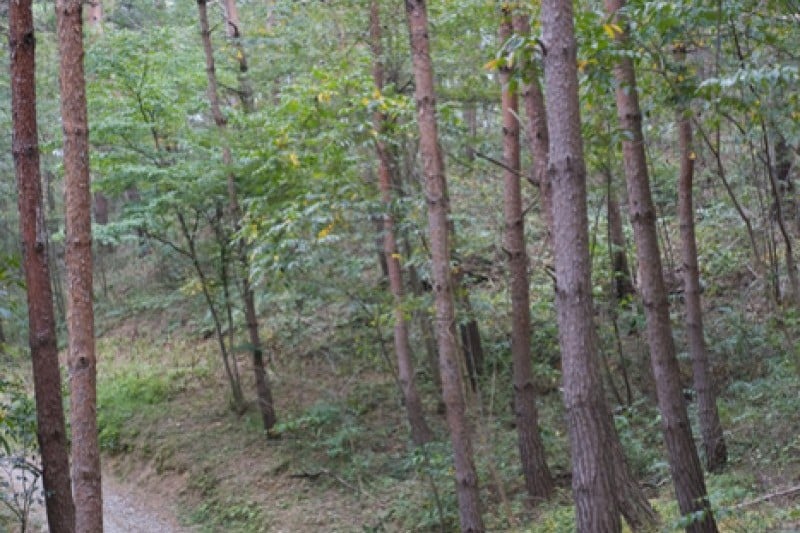 Anmyeondo Island Recreational Forest  (13/24)