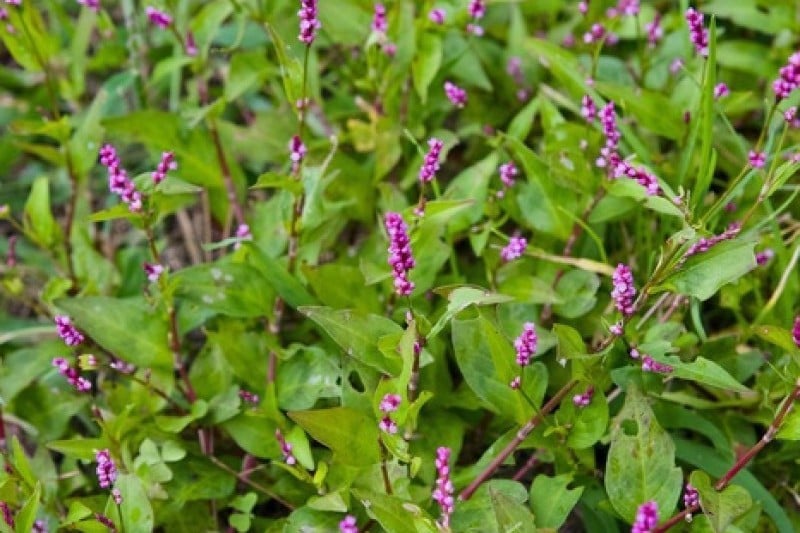 Anmyeondo Island Recreational Forest  (18/24)