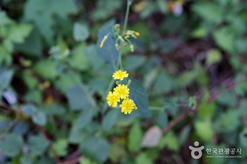 Anmyeondo Island Recreational Forest  (19/24)