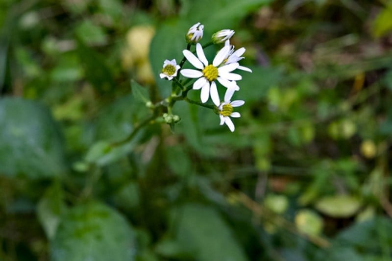 Anmyeondo Island Recreational Forest  (20/24)