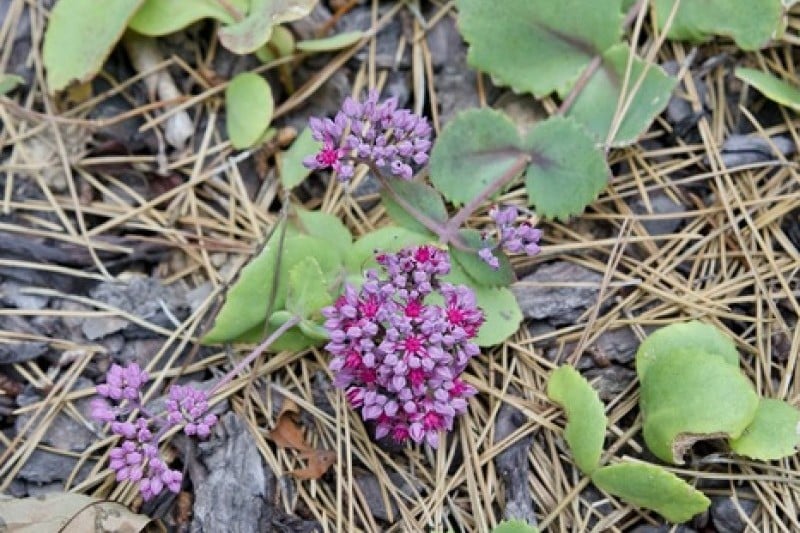 Anmyeondo Island Recreational Forest  (23/24)