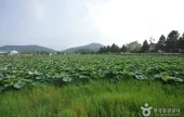 Jeonpyeongje Reservoir (전평제)