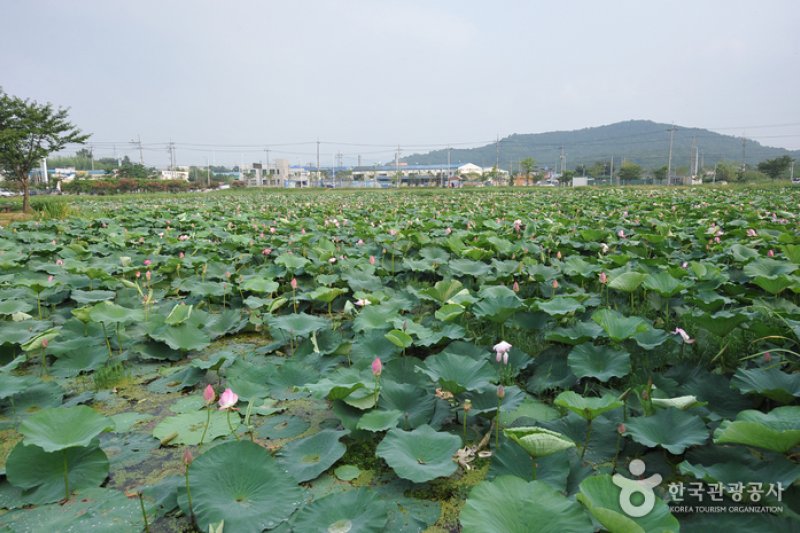 Jeonpyeongje Reservoir (전평제) (3/6)