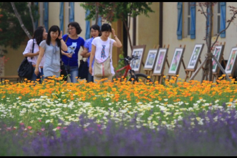 Goseong Lavender Festival  (1/6)