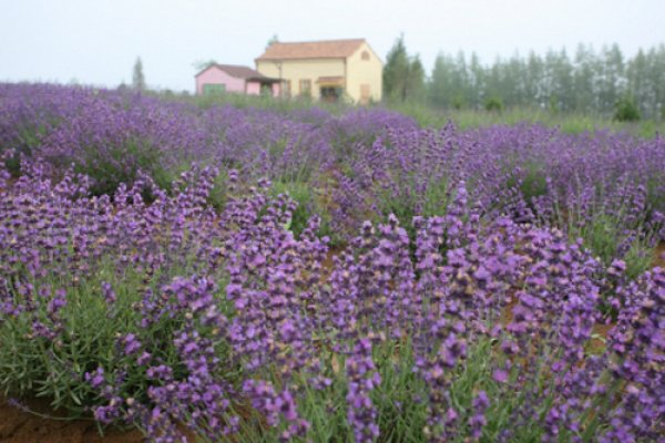 Goseong Lavender Festival
