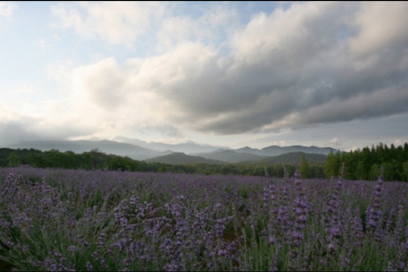 Goseong Lavender Festival  (3/6)