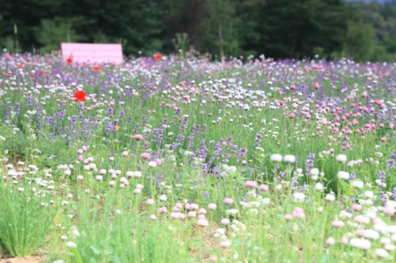 Goseong Lavender Festival  (5/6)