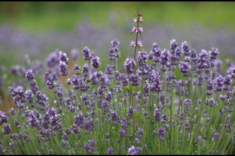 Goseong Lavender Festival  (6/6)