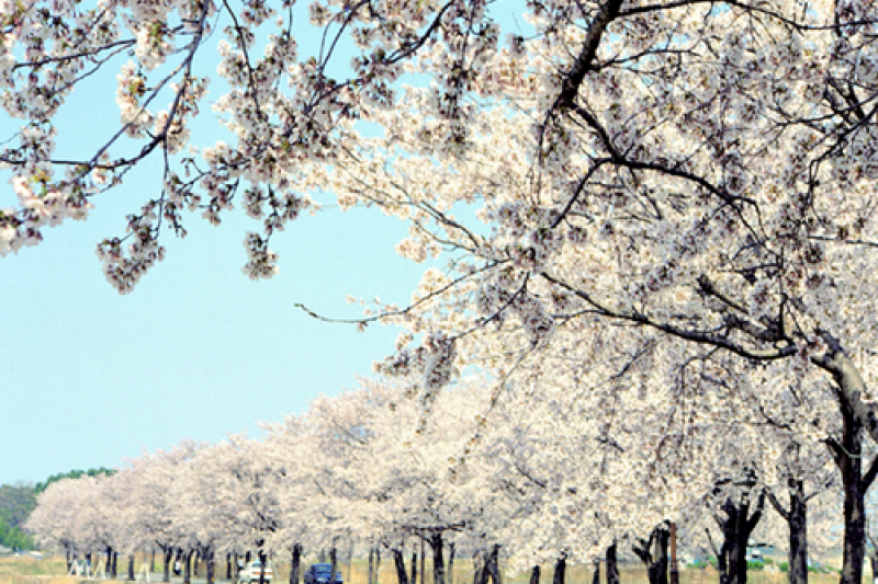 Gyeongpo Cherry Blossom Festival  (1/4)