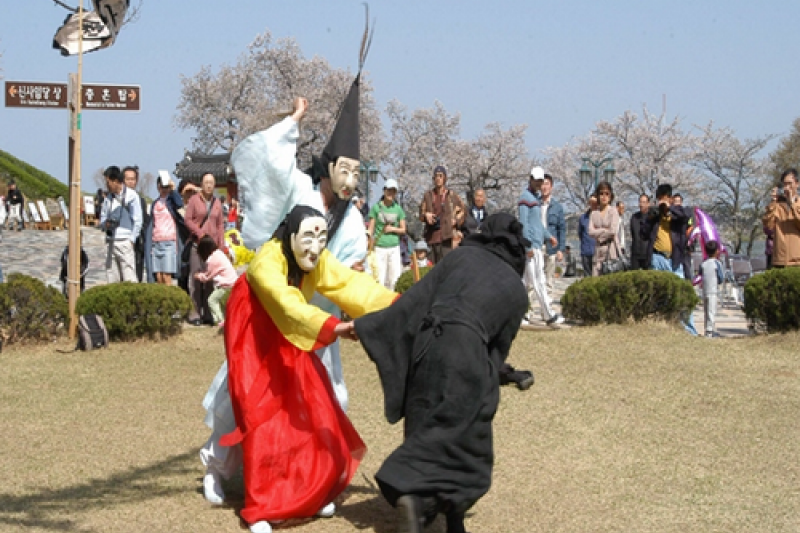 Gyeongpo Cherry Blossom Festival  (2/4)