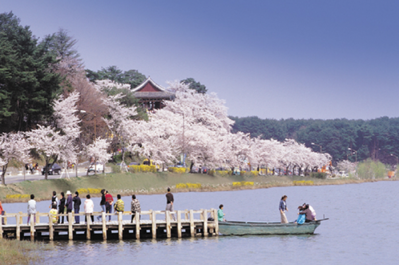 Gyeongpo Cherry Blossom Festival  (3/4)