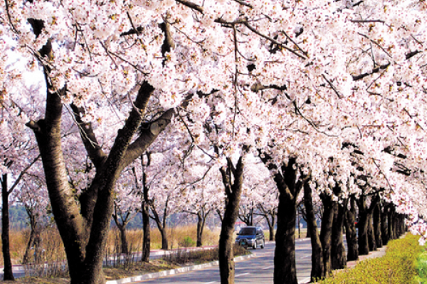 Gyeongpo Cherry Blossom Festival