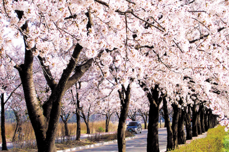 Gyeongpo Cherry Blossom Festival  (4/4)