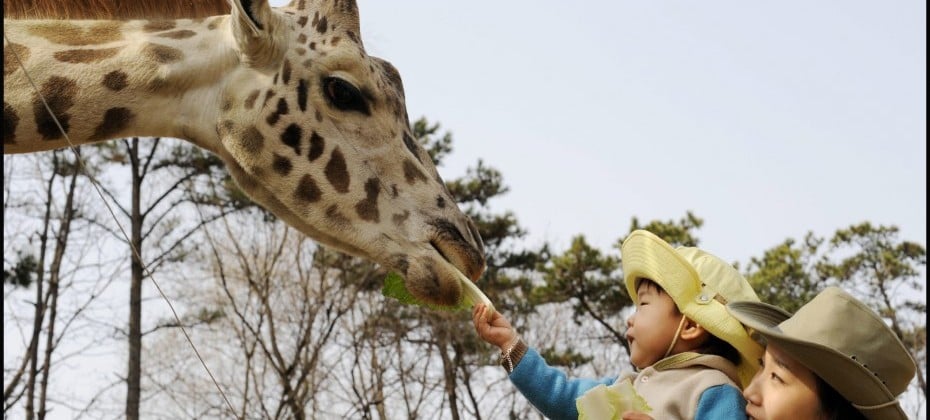 Everland Daily Pass Discount Ticket (25/51)