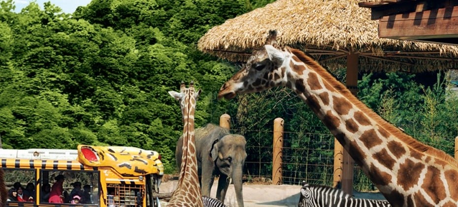 Everland Daily Pass Discount Ticket (29/51)