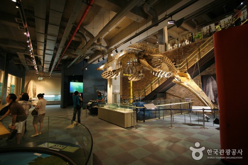 Jangsaengpo Whale Museum  (2/8)