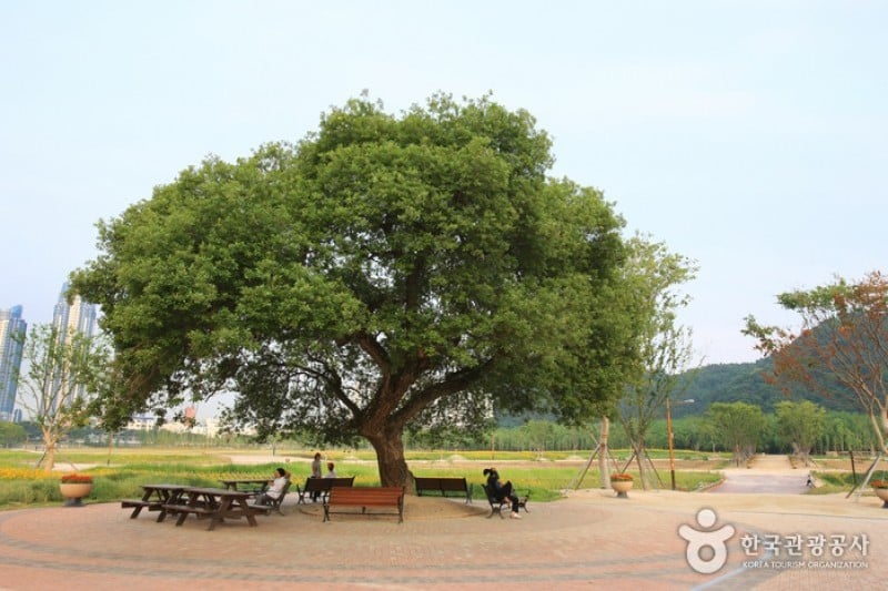 Taehwagang Grand Park  (11/32)