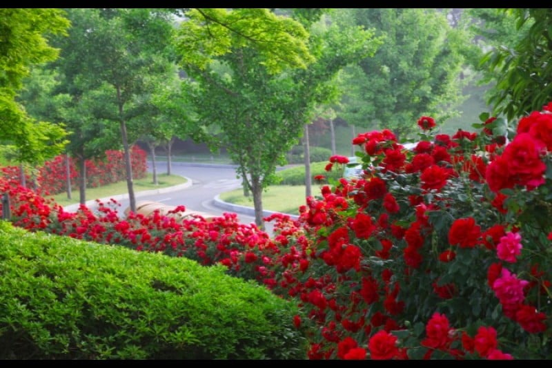 Ulsan Grand Park Rose Festival  (4/5)