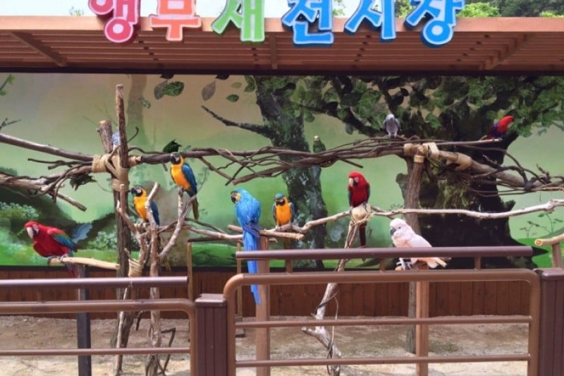 Ulsan Grand Park Rose Festival  (5/5)