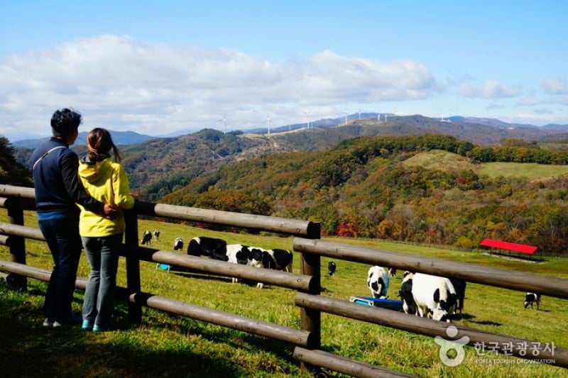 Daegwallyeong Skyranch 