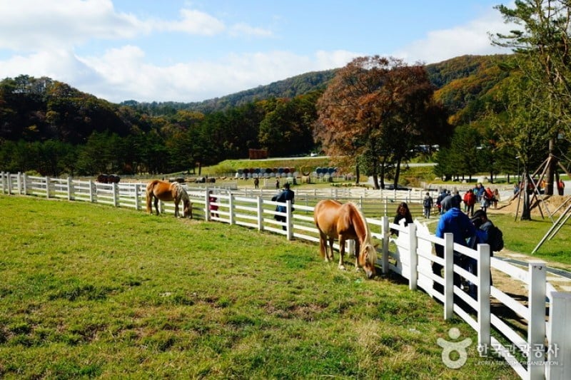Daegwallyeong Skyranch 