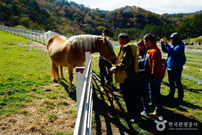 Daegwallyeong Skyranch 