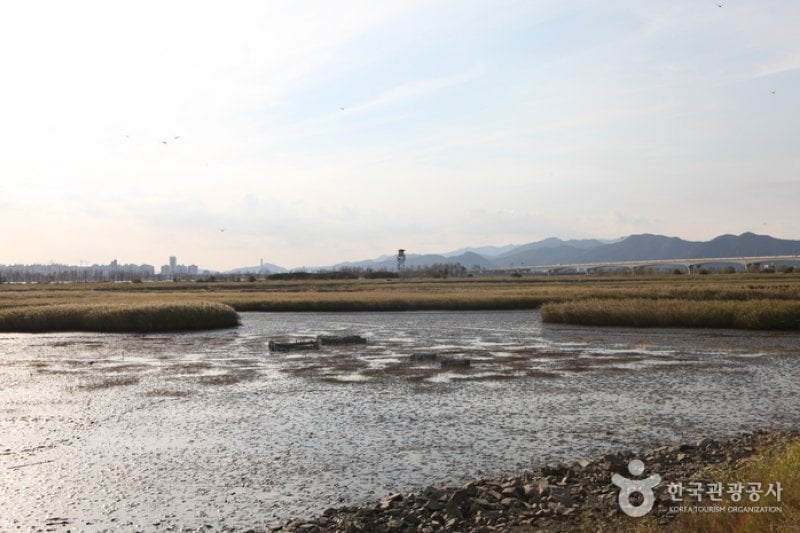 Eulsukdo Island (을숙도) (14/17)
