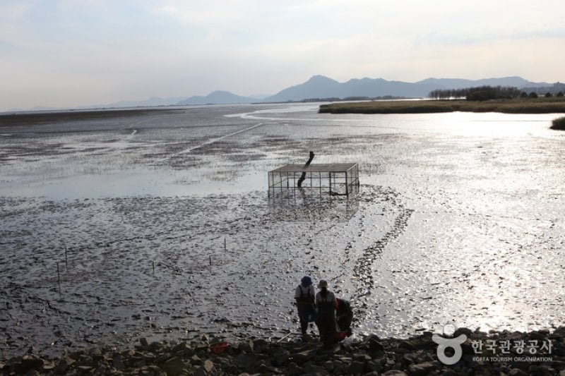Eulsukdo Island (을숙도) (16/17)