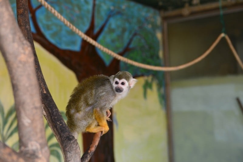 Monkey School  (9/25)