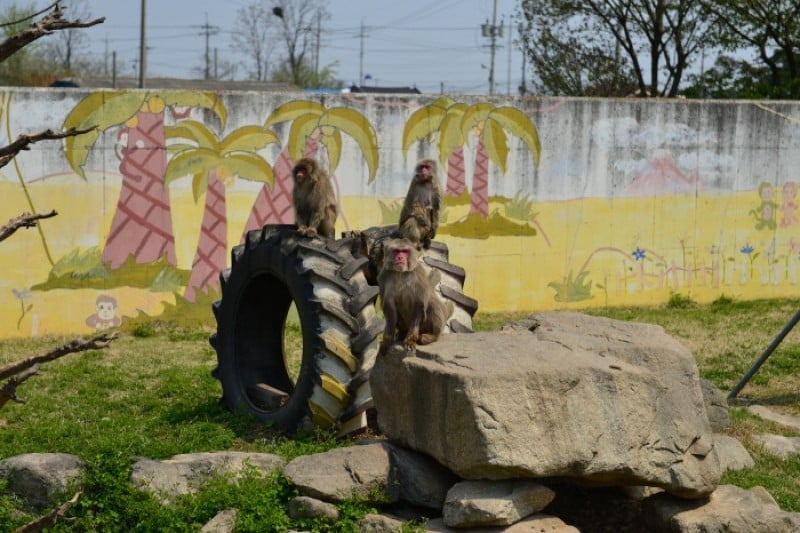 Monkey School  (20/25)