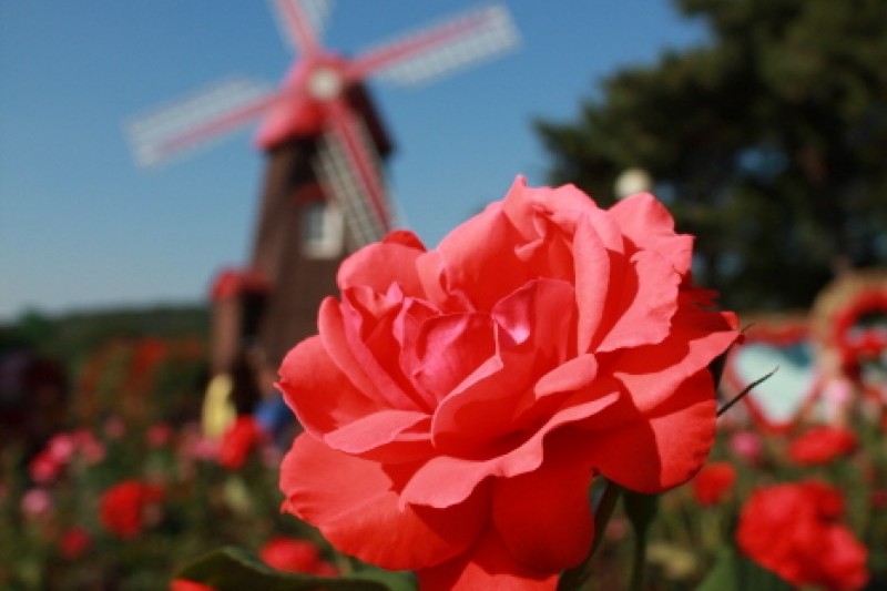 Seoul Grand Park Rose Festival  (1/4)