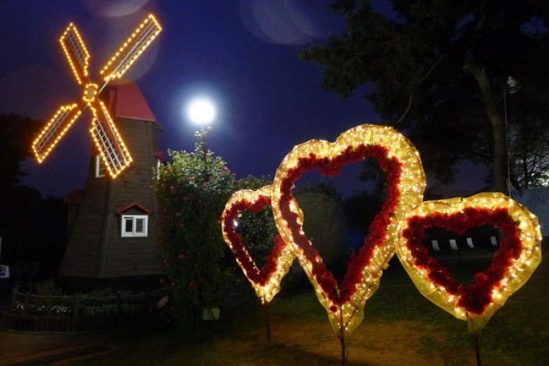 Seoul Grand Park Rose Festival  (2/4)